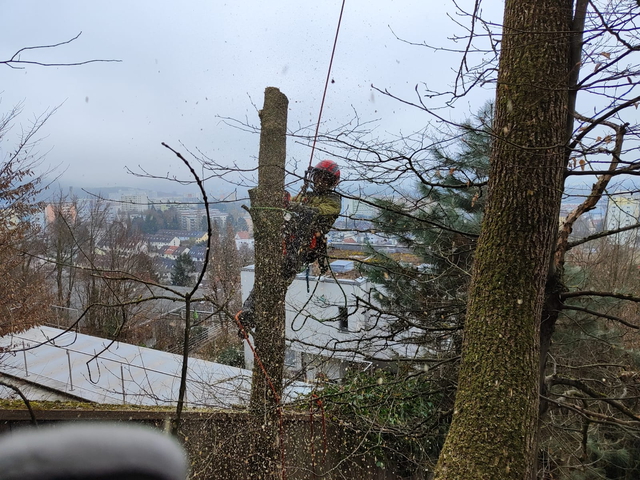 Maximilian Faschinger